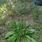 Plantago lanceolata Blad