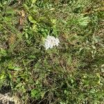 Achillea nobilisBlomst