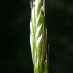 Alopecurus bulbosus Квітка