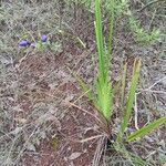 Dianella ensifolia Habit