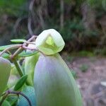 Kalanchoe pinnata 花