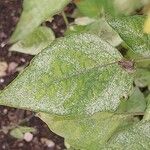 Physalis philadelphica Leaf