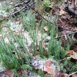 Lycopodium annotinum Foglia