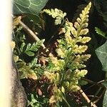 Asplenium adiantum-nigrum Blad