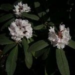 Rhododendron uvariifolium Flor