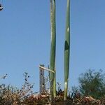 Allium × proliferum Habitat