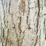 Quercus bicolor Ŝelo