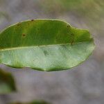 Syzygium borbonicum Leaf