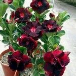 Adenium obesumFlor