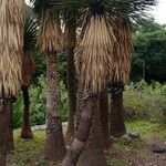 Yucca thompsoniana Leaf