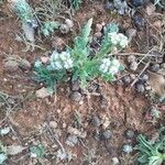 Valerianella discoidea Çiçek