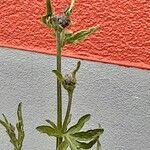 Centaurea scabiosa Λουλούδι