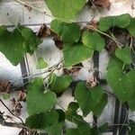 Aristolochia littoralis Blatt