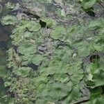 Hydrocotyle ranunculoides Leaf