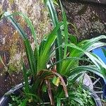 Pandanus amaryllifolius পাতা