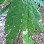 Castanea pumila 葉