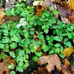 Aegopodium podagraria Leaf