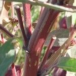 Hibiscus sabdariffa Casca