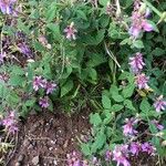 Desmodium intortum Leaf