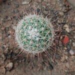 Mammillaria grahamii 樹皮