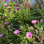 Osteospermum ecklonis Folha