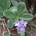 Primula marginata आदत