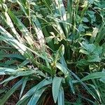 Iris foetidissima Habit