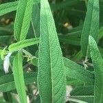 Salvia leucantha Leaf