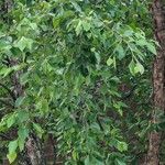 Betula nigra 叶