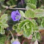 Veronica persica Leaf