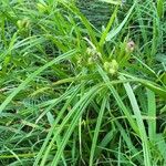 Carex frankii Leaf