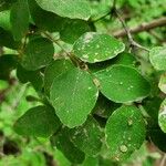 Symphoricarpos rotundifolius Folha