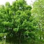 Acer monspessulanum Alkat (teljes növény)