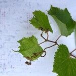 Vitis ripariaFrunză