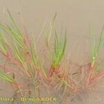 Juncus heterophyllus Hàbitat