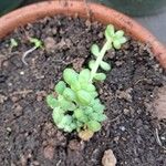 Sedum burritoBlatt