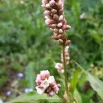 Persicaria maculosaFlower