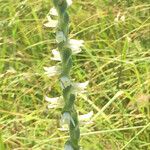 Spiranthes vernalis Kukka