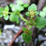 Chrysosplenium americanum عادت