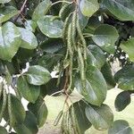 Alnus cordata Fruit