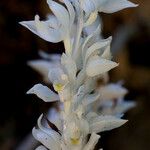 Cephalanthera austiniae Flower