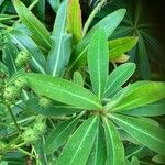 Euphorbia mellifera Lapas