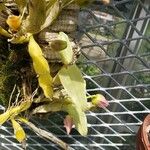 Dendrobium trantuanii ഇല
