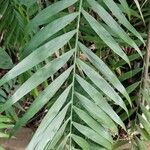Chamaedorea pochutlensis Leaf