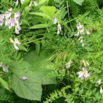 Vicia sylvatica Fruit