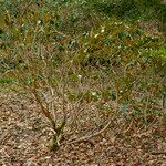 Rhododendron campanulatum Hábitos