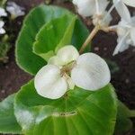 Begonia cucullata 花