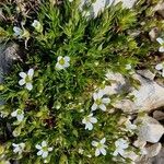 Arenaria grandiflora Flower