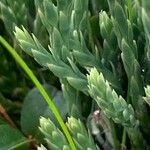 Diphasiastrum alpinum Likasa