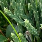 Lycopodium alpinum Feuille